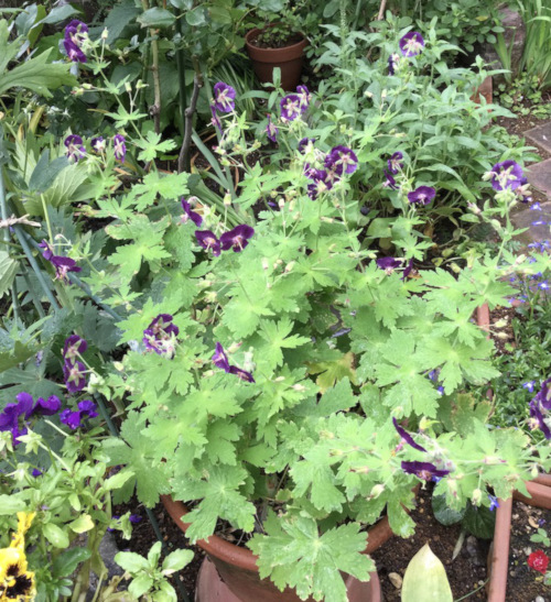 22-05 Geranium phaeum