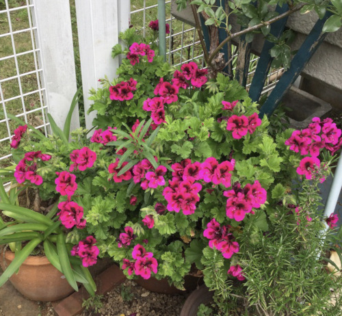 22-05 Pelargonium 