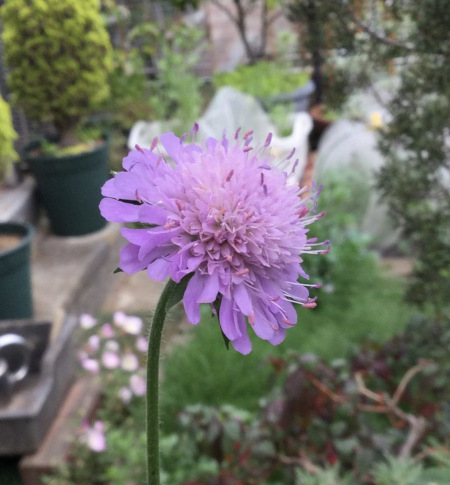 22-05 Scabiosa