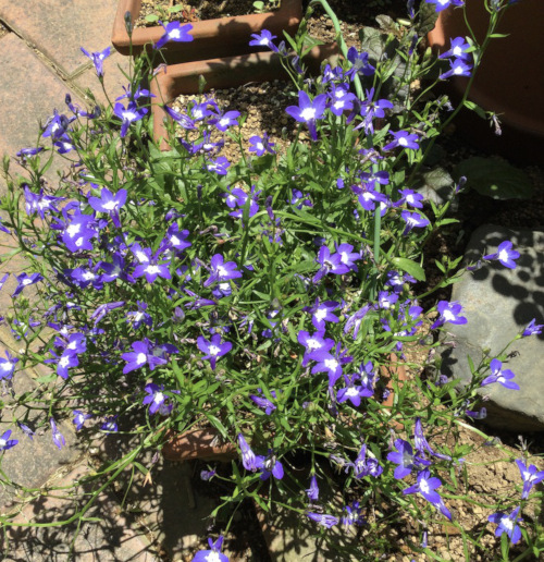 22-06  Lobelia &#39;Azzurro compact