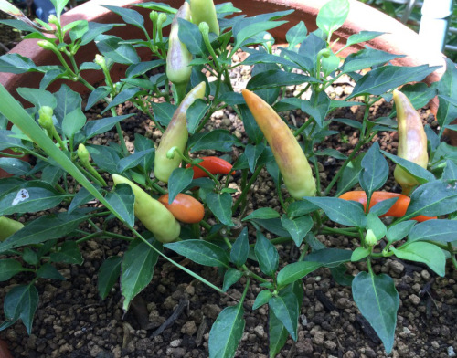 22-06 Capsicum Petit fire