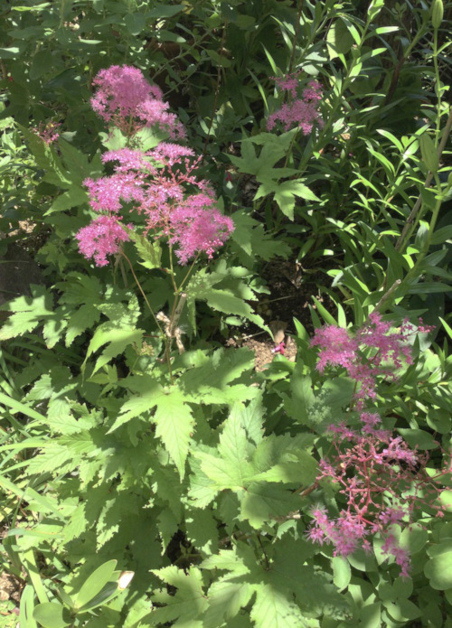 22-06 Filipendula puruprea