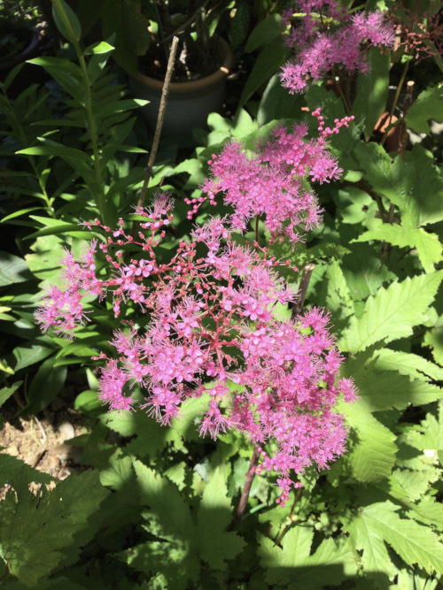 22-06 Filipendula puruprea 2