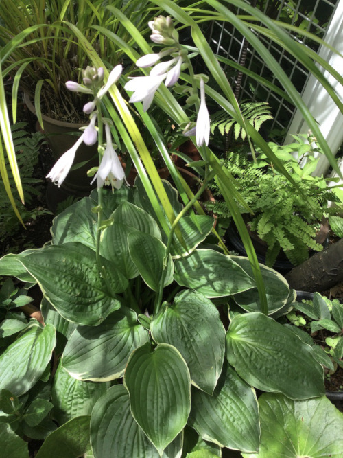 22-06 Hosta &#39;Christmas tree&#39;