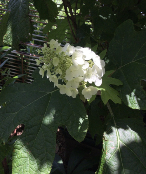 22-06 Hydrangea &#39;Kashiwabaajisai&#39;