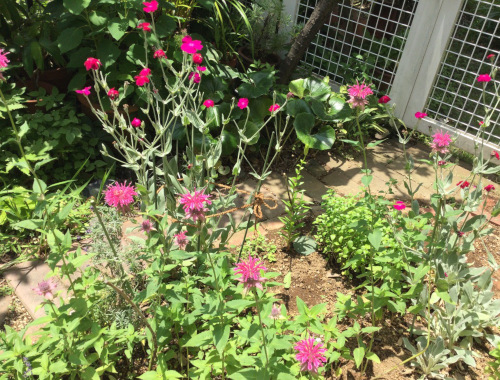 22-06 Monarda &#38; Silene coronaria￼