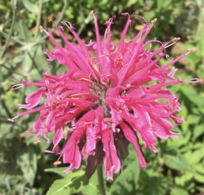 22-06 Monarda 2