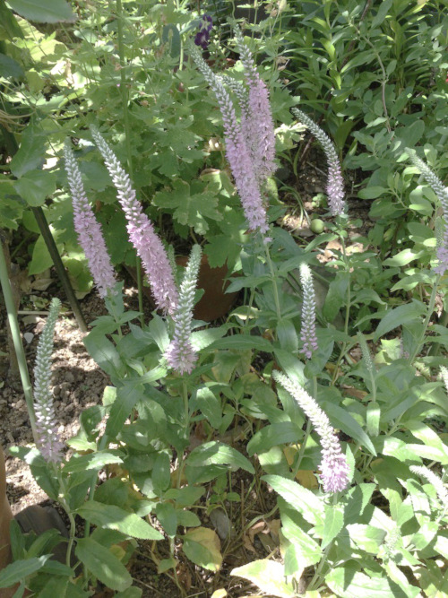 22-06 Veronica spicata｀Fairy tale´