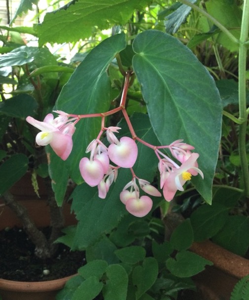 22-07 Begonia Flamingo