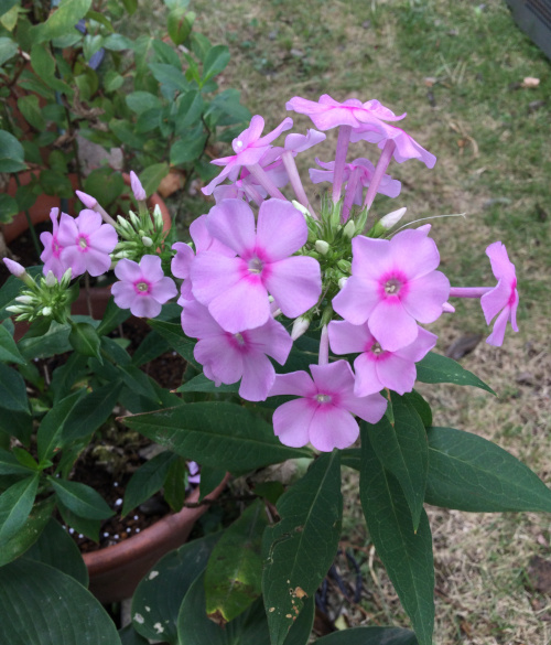 22-07 Phlox paniculata 1