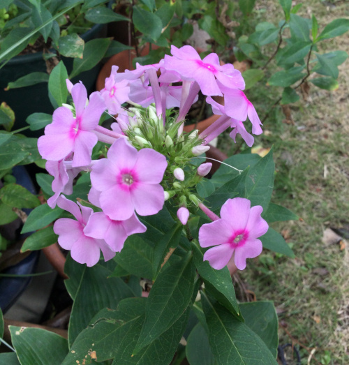 22-07 Phlox paniculata