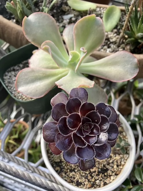 22-08 Aeonium/ Echeveria