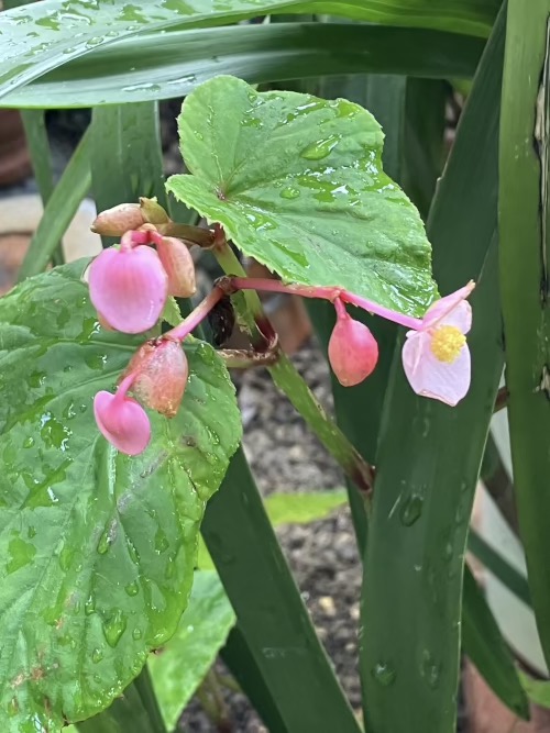 22-08 Begonia grandis