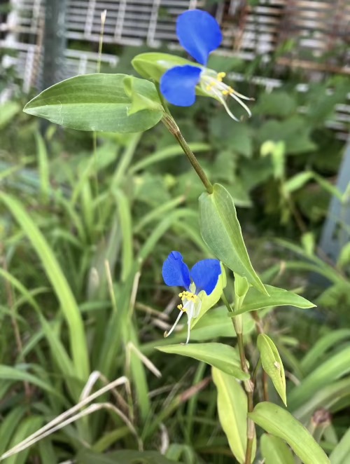 22-08 Commelina communis 1