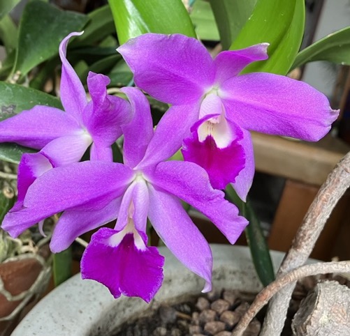 22-08 Laeliocattleya 2