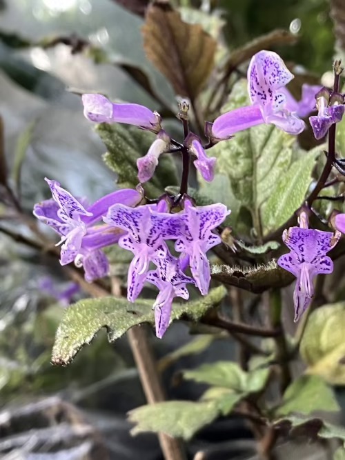 22-08 Plectranthus 