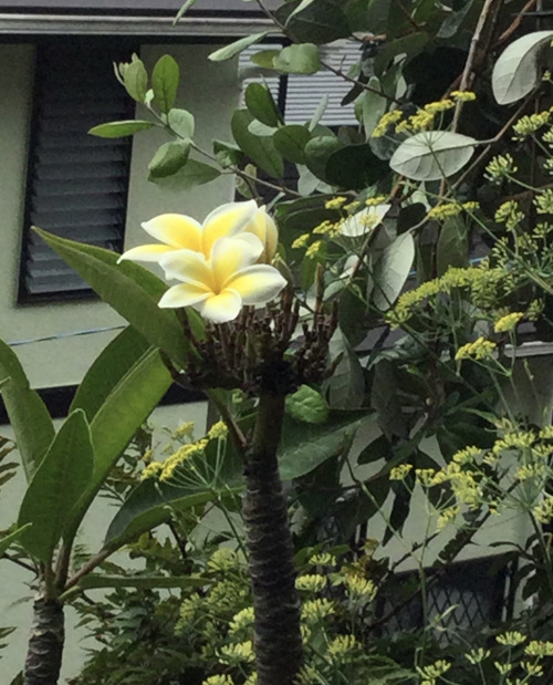 22-08 Plumeria