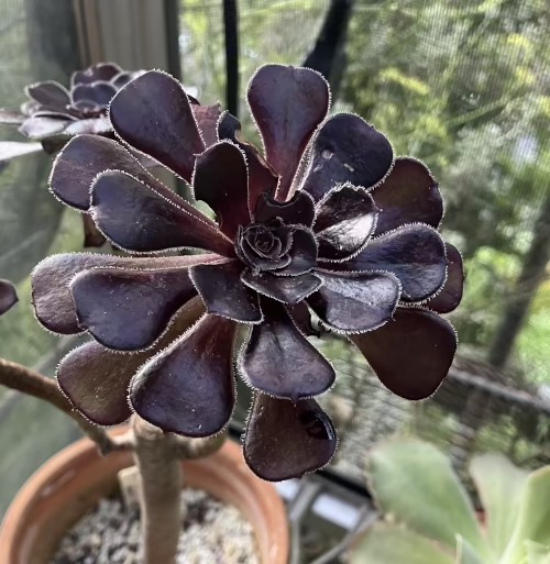 22-08 Purple crest aeonium