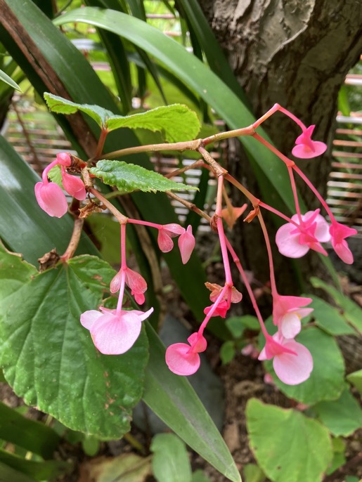 22-09 Begonia grandis 4