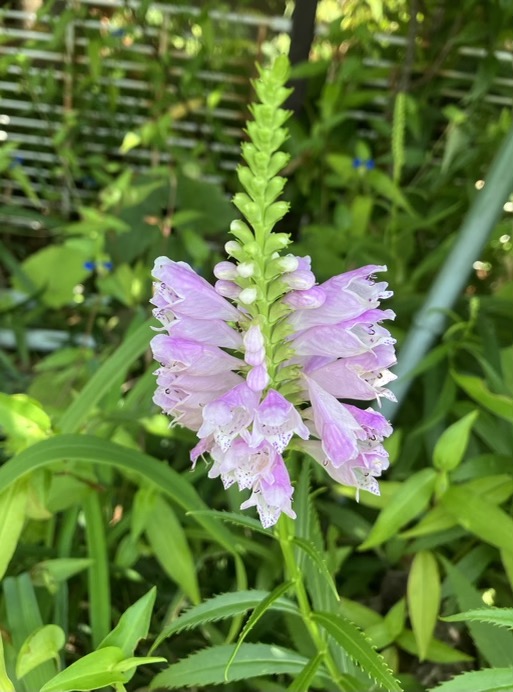 22-09 Physostegia