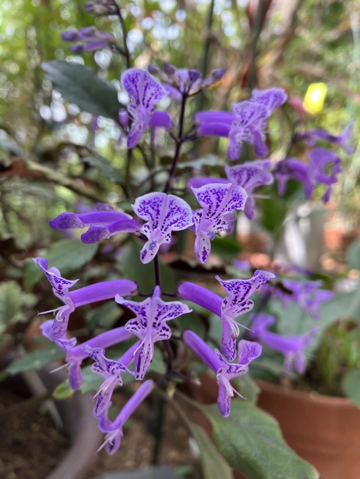 22-09 Plectranthus ecklonii  2