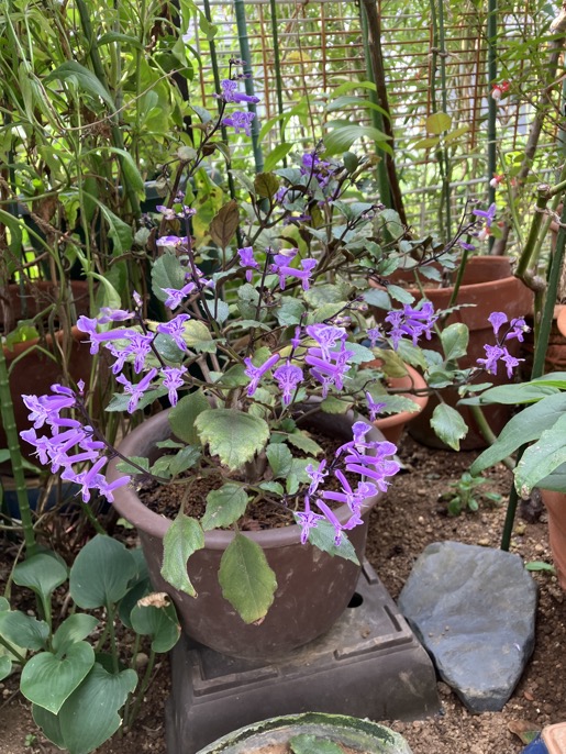 22-09 Plectranthus ecklonii 