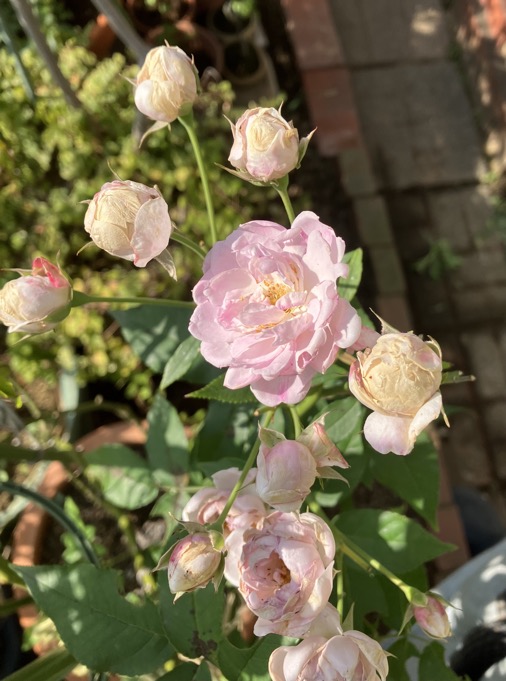 22-10 C.R. Blush Noisette 