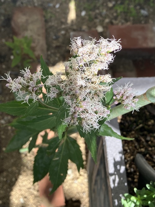 22-10 Eupatorium japonicum