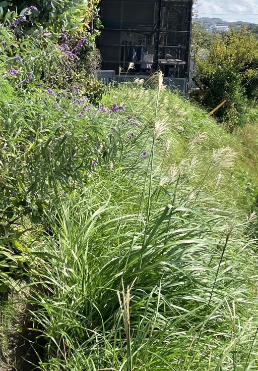 22-10 Miscanthus sinensis