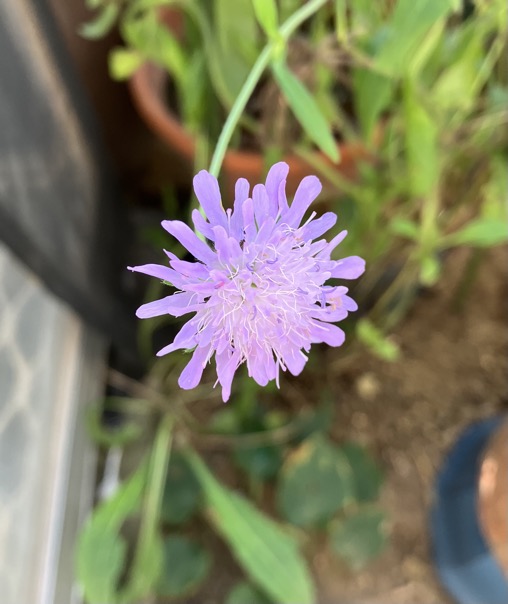 22-10 Scabiosa 