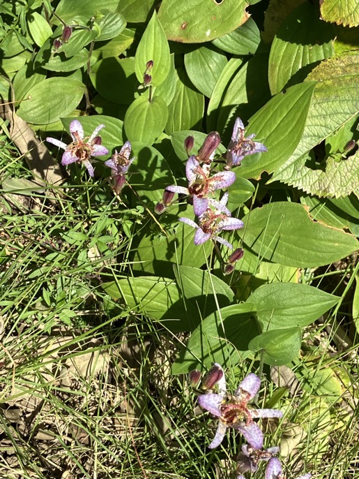 22-10 Tricyrtis formosana 2