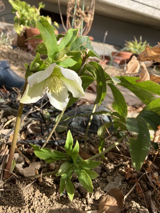 23-01 Helleborus W