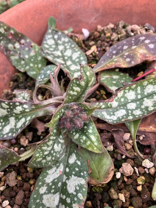 23-01 Pulmonaria