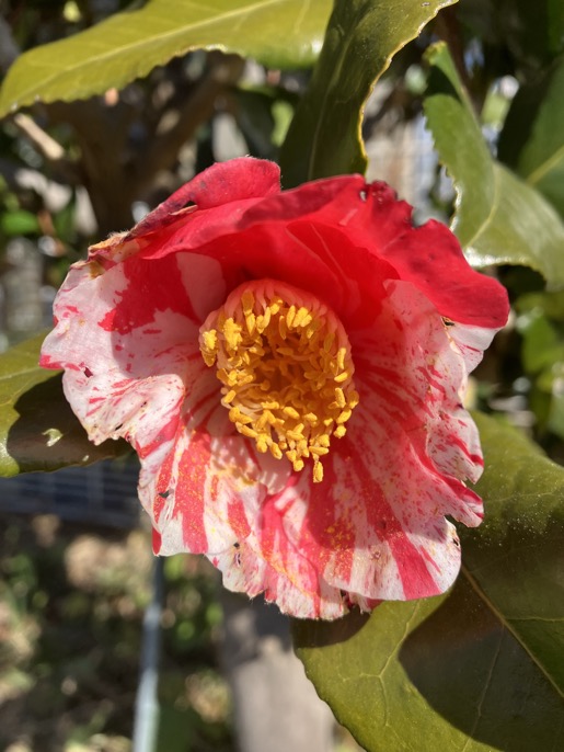 23-02 camellia K