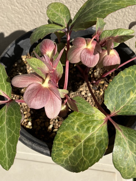 23-02 Hellebores lividus 4