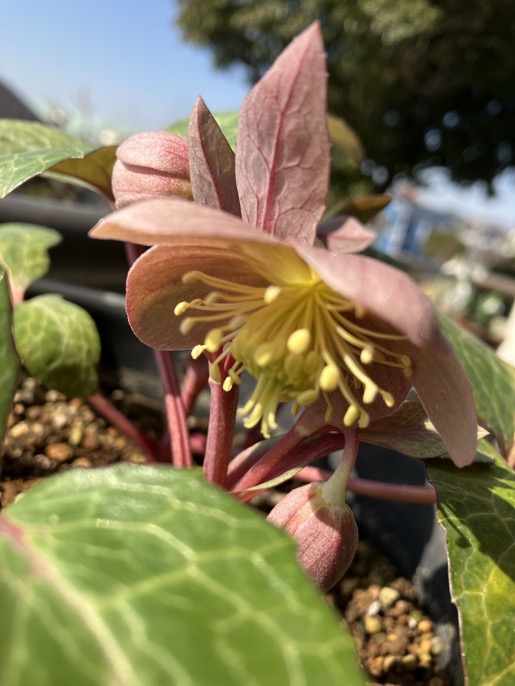 23-02 Hellebores lividus3