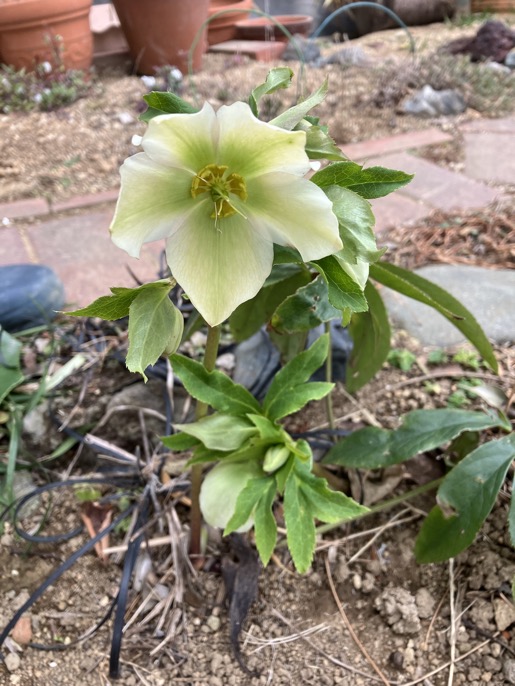 23-02 Helleborus Orientalis