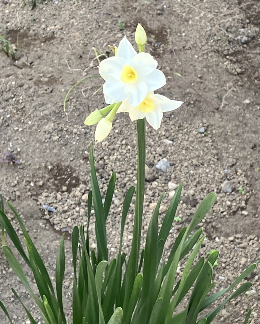 23-02 Narcissus white