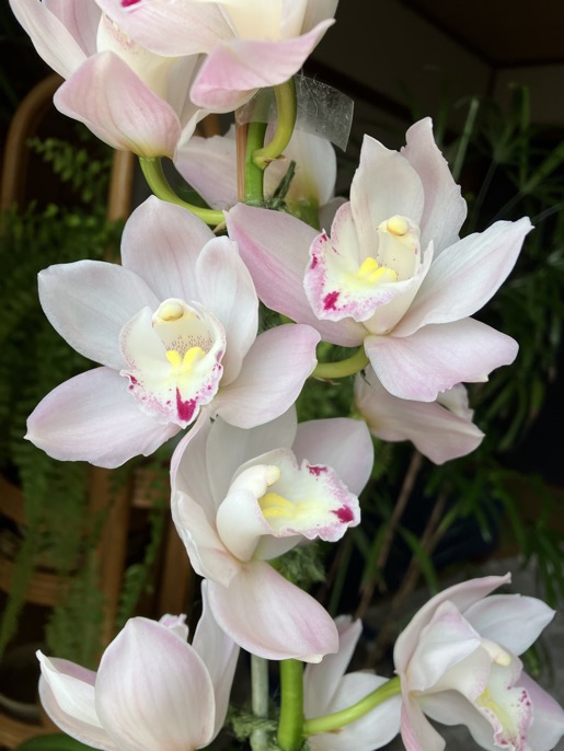 23-03 Cymbidium