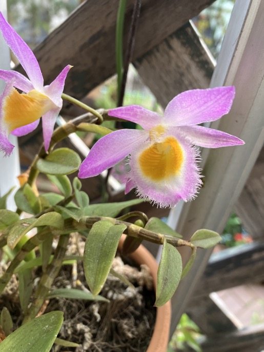 23-03 Dendrobium loddigesii