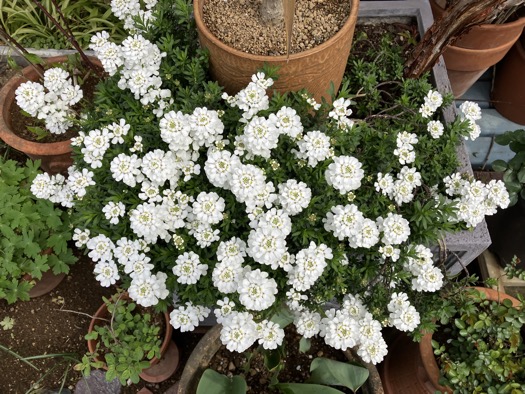 23-03 lberis Candytuft