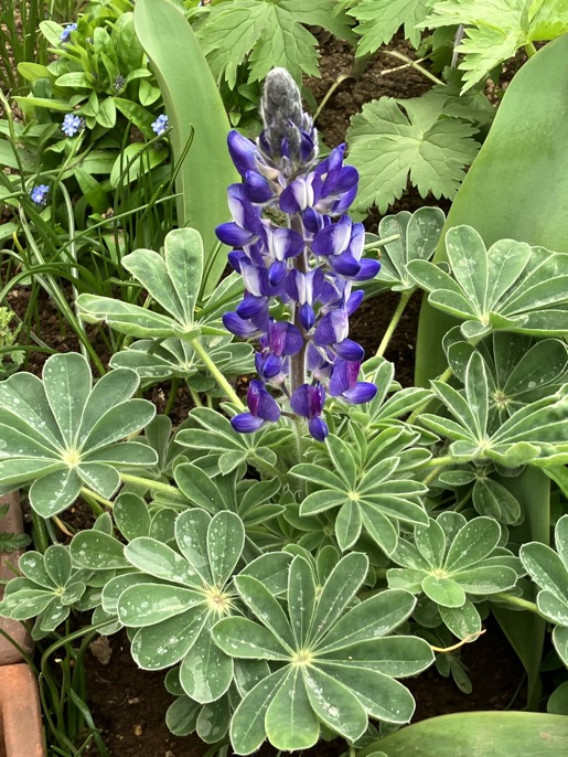 23-03 Lupinus 2