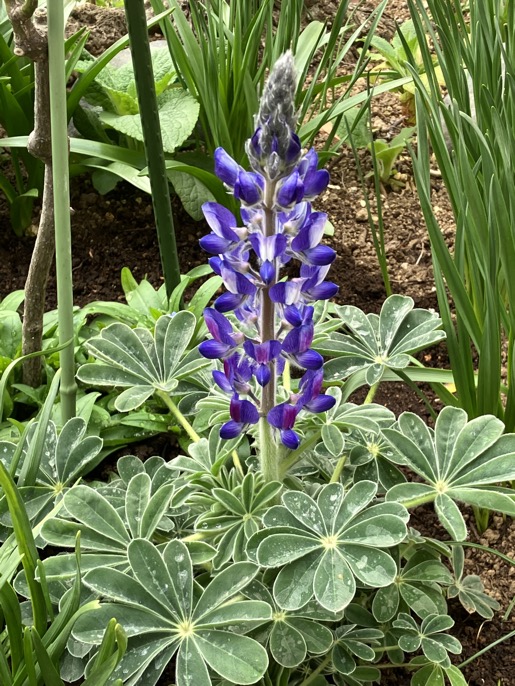 23-03 Lupinus 2,jpeg