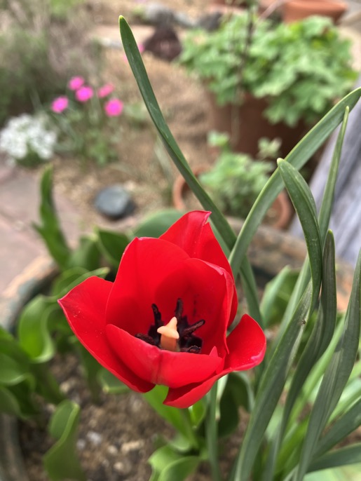 23-03 mini tulip