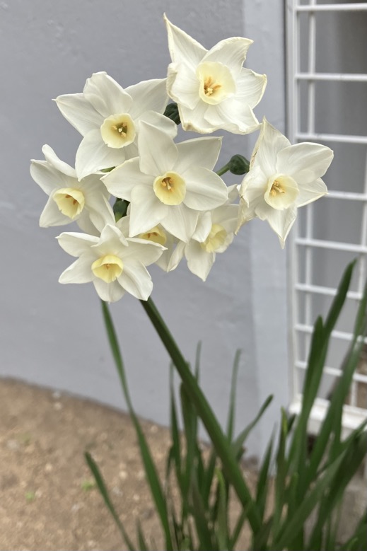 23-03 narcissus white 2