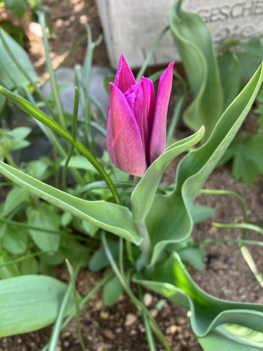 23-03 Tulip purple 1