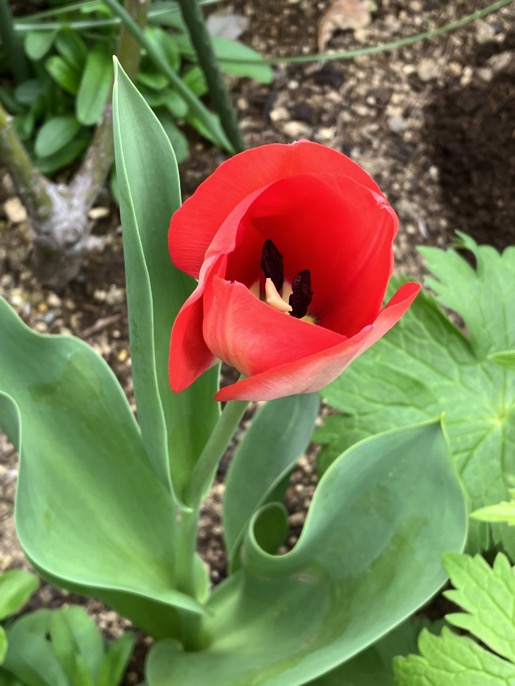 23-03 Tulip red