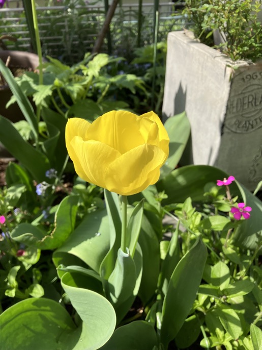 23-03 Tulip Yellow