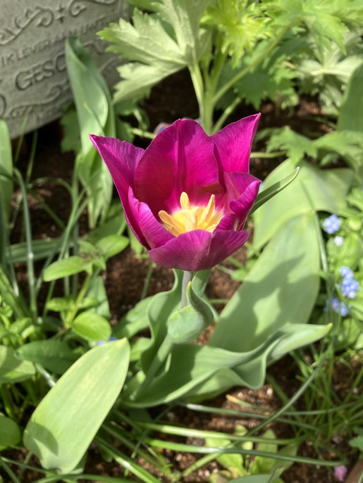 23-03 Tulip