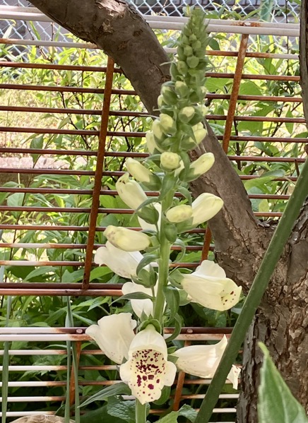 23-04  Digitalis